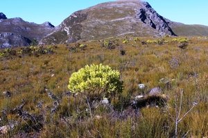 Brownbract Conebush