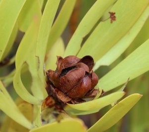 Oilbract Conebush