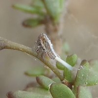 Treehoppers (Membracidae)