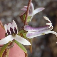 Baroe (Cyphia digitata subsp. digitata)