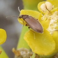 Flower darkling beetle (Alleculinae)