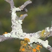 Pale grey wax lichen on Gloveria - Robertson WCape