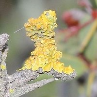 Orange melted-wax lichen on Gloveria - Robertson WCape