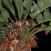 Isigude (Strelitzia nicolai)