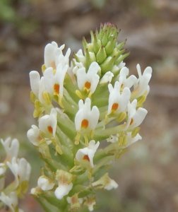 Hebenstretia parviflora 