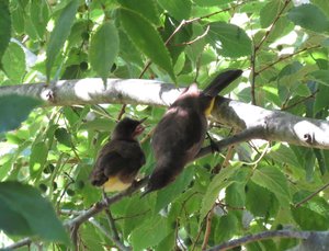Pycnonotus capensis parent retrieving faecal sac
