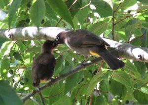 Pycnonotus capensis parent feeding chick