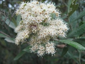 Buddleja saligna - butterfly bush