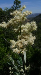 Common Sagewood flowers