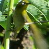  Zosterops capensis subsp. capensis (Cape White-Eye) 