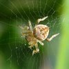 spider pale webber 3