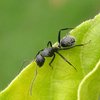 ant black spiky