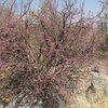 pink shrub 4web 2099862
